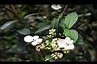 華八仙-花07.jpg
