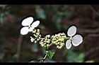 華八仙-花08.jpg