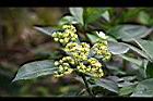 華八仙-花09.jpg