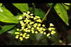 華八仙-花苞00.JPG