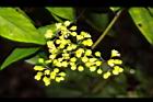 華八仙-花苞01.JPG