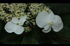 華八仙-萼片00.JPG