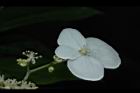 華八仙-萼片02.JPG