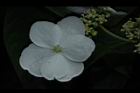華八仙-萼片04.JPG