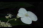 華八仙-萼片1.JPG