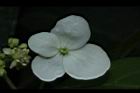 華八仙-萼片10.JPG