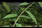 華八仙-葉序00.JPG