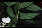 華八仙-葉序02.JPG