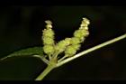 華南苧麻-花序11.JPG