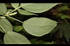 華南苧麻-葉背06.JPG