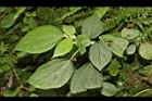 華南苧麻10.JPG