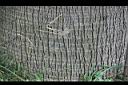 華盛頓椰子-莖02.jpg