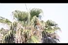 華盛頓椰子-枯葉004.JPG