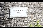 華盛頓椰子-莖08.JPG