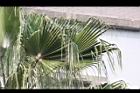 華盛頓椰子-葉06.JPG