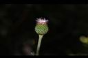 華薊-花06.JPG