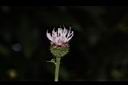 華薊-花12.JPG