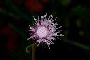華薊-花22.JPG