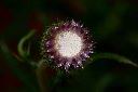華薊-花苞09.JPG
