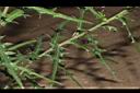 華薊-葉05.JPG