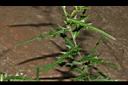 華薊-葉09.JPG