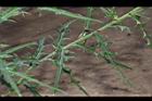 華薊-葉06.JPG