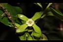 菱葉柿-雌花01.JPG