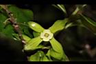 菱葉柿-雌花00.JPG