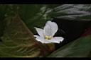菱角-花13.JPG