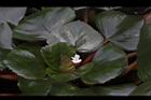 菱角-花01.JPG
