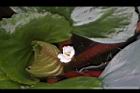 菱角-花03.JPG
