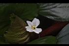 菱角-花09.JPG