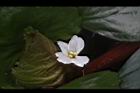 菱角-花11.JPG