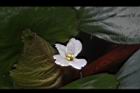 菱角-花12.JPG