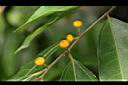 菲律賓榕-實01.JPG