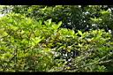 菲律賓榕02.jpg