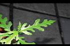 菲律賓榕-幼株13.JPG