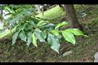 菲律賓榕-葉00.jpg