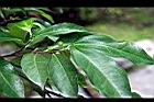 菲律賓榕-葉06.jpg