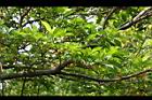 菲律賓榕06.jpg