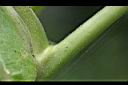 菸草-枝1.jpg