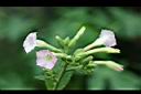 菸草-花1.jpg