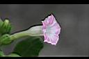 菸草-花4.jpg