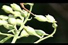 菸草-實6.jpg