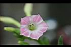 菸草-花5.jpg
