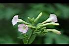 菸草-花7.jpg