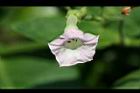 菸草-花8.jpg