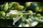 菸草-花蕊0.jpg