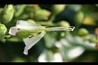菸草-花蕊1.jpg