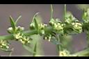 菾菜-花03.JPG